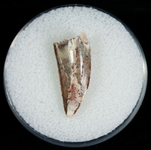 Serrated Raptor Tooth From Morocco - #6907